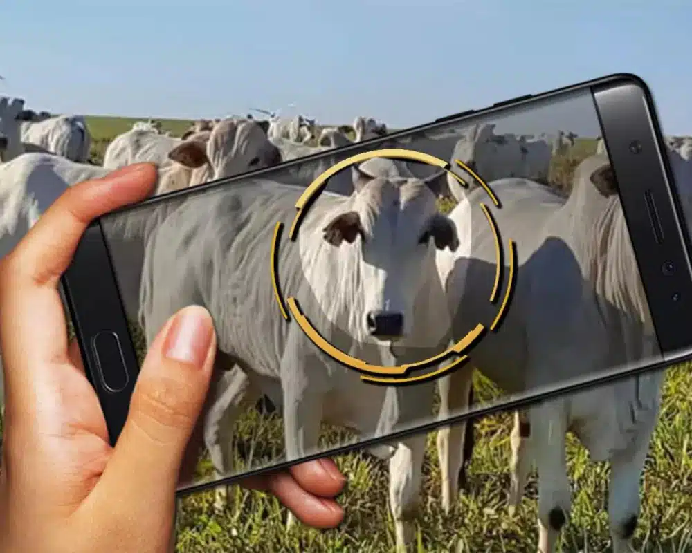 Application to weigh cattle using cell phone photos