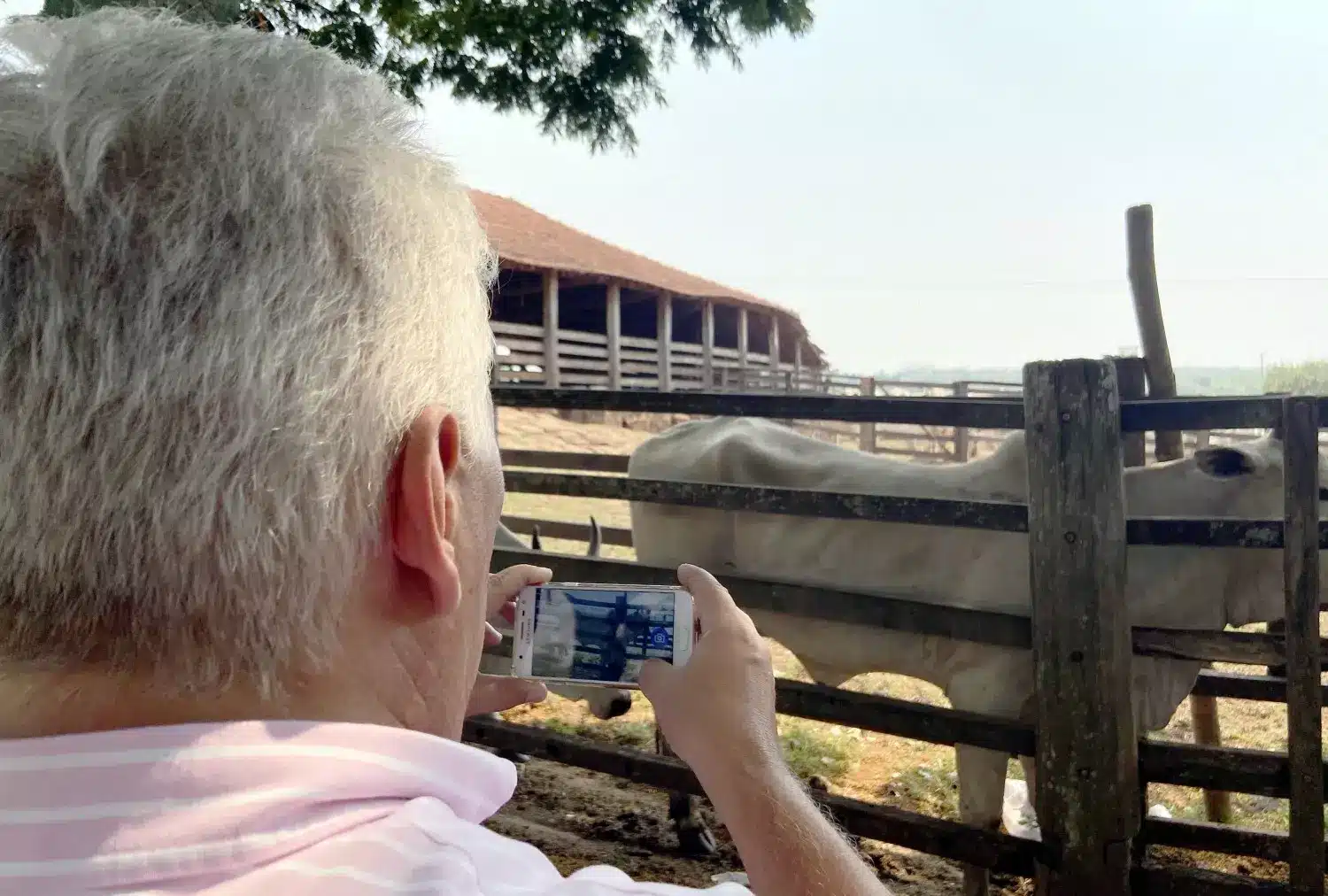 App for Weighing Animals: Weighing Chickens with a Smartphone